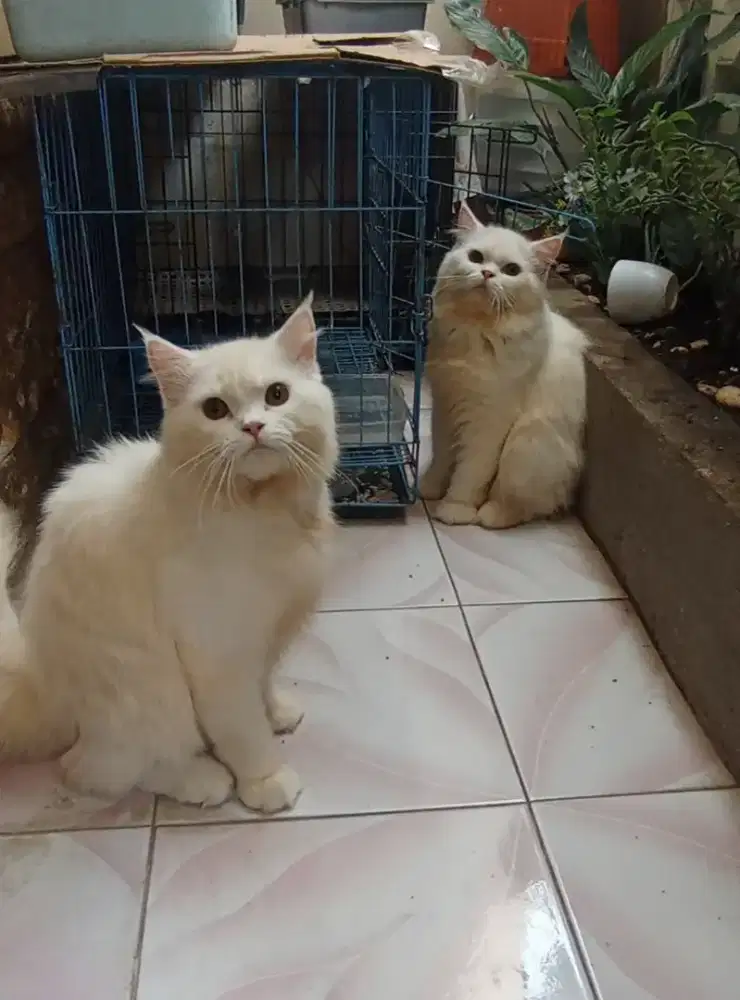 Kucing Persia Bigbone putih Jantan 8 bulan , Gemoy dan Ganteng.