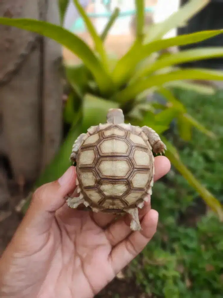 sulcata baby 5,5cm dotless bersih makan rakus