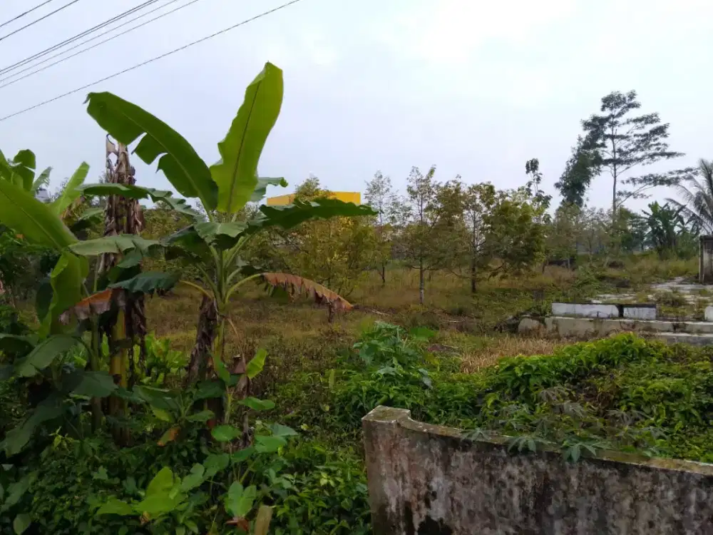Jual Tanah Kabun 2000 m2 Candiroto Temanggung SHM
