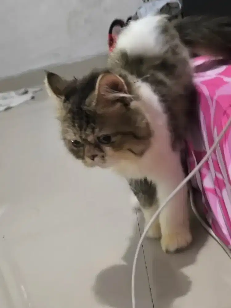 Kucing jinak makan meo persia proplan cod/kirim2 nt peaknose flatnose