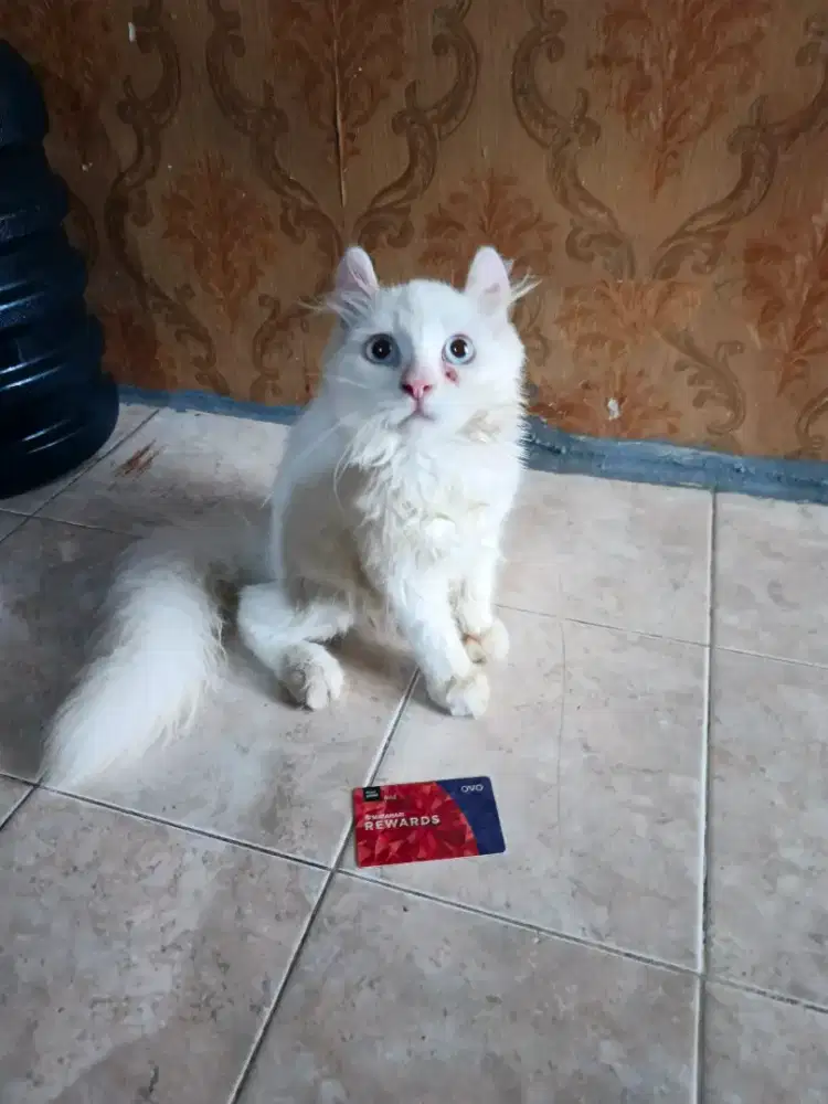 American curl jantan 5 bulan