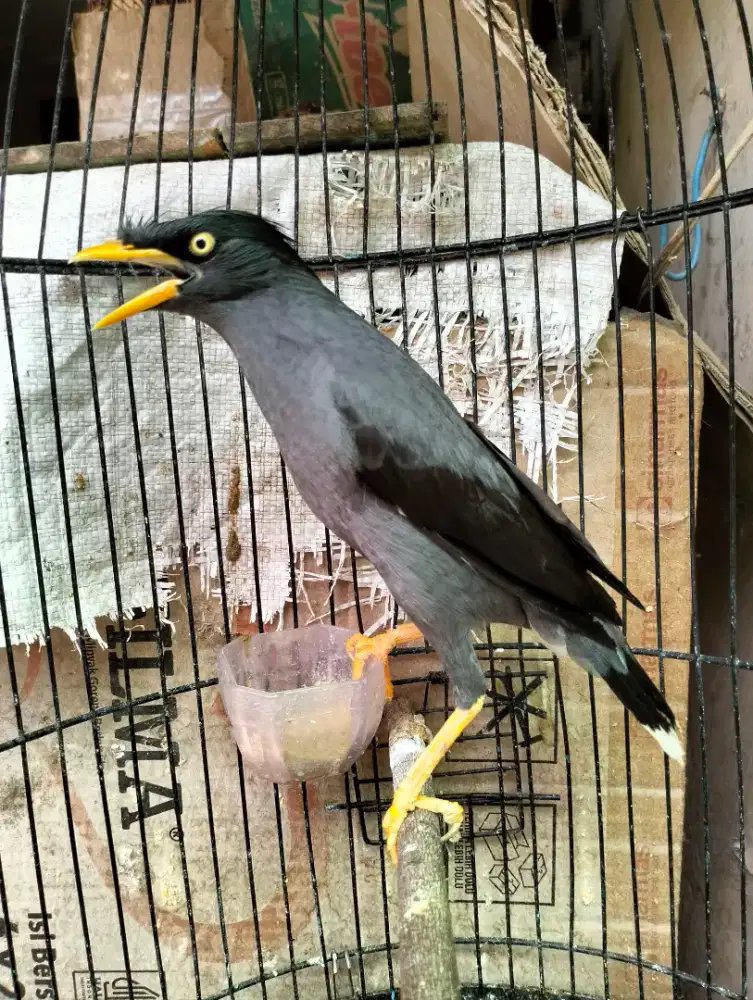 Jalak Kebo Jumbo Semi Jinak + Kandang