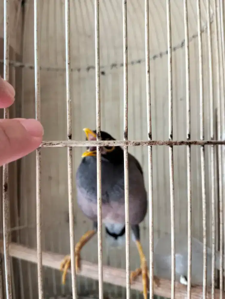 Jalak Nias Jinak - Rajin Bunyi + Kandang