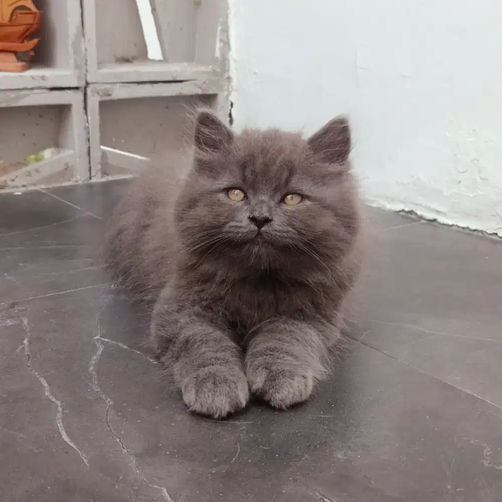 Kucing Non-Standard Munchkin Minuet British Grey Tabby Jantan