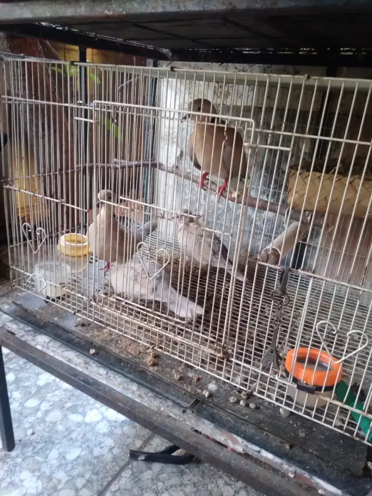 jual anakan puter pelung