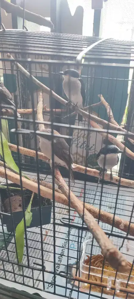 Jinjing batu sepasang sdh bunyi dua duanya