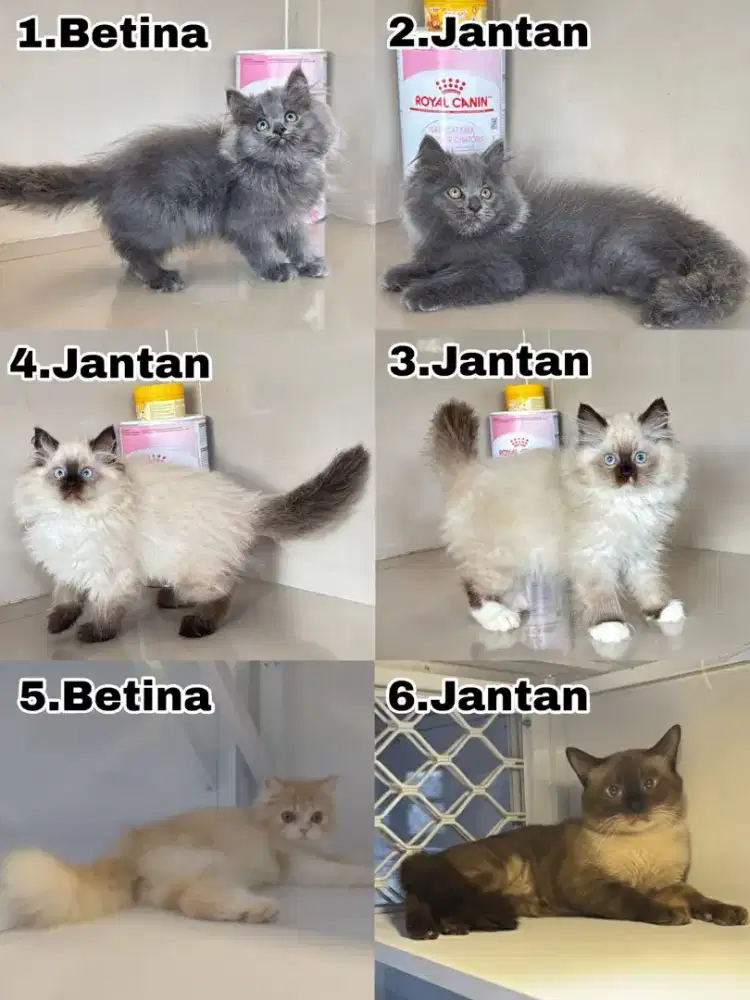 Kucing Persia lucu gemoy