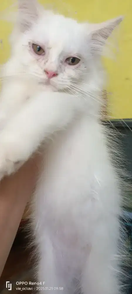 Open adopsi Kitten Persia