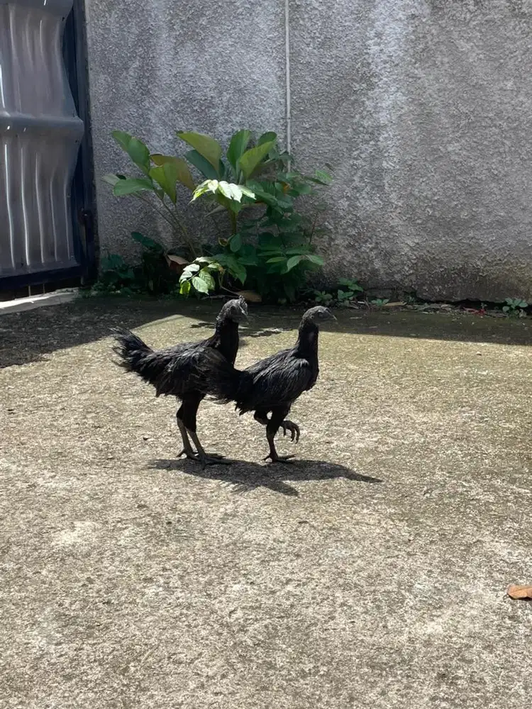 Sepasang ayam cemani