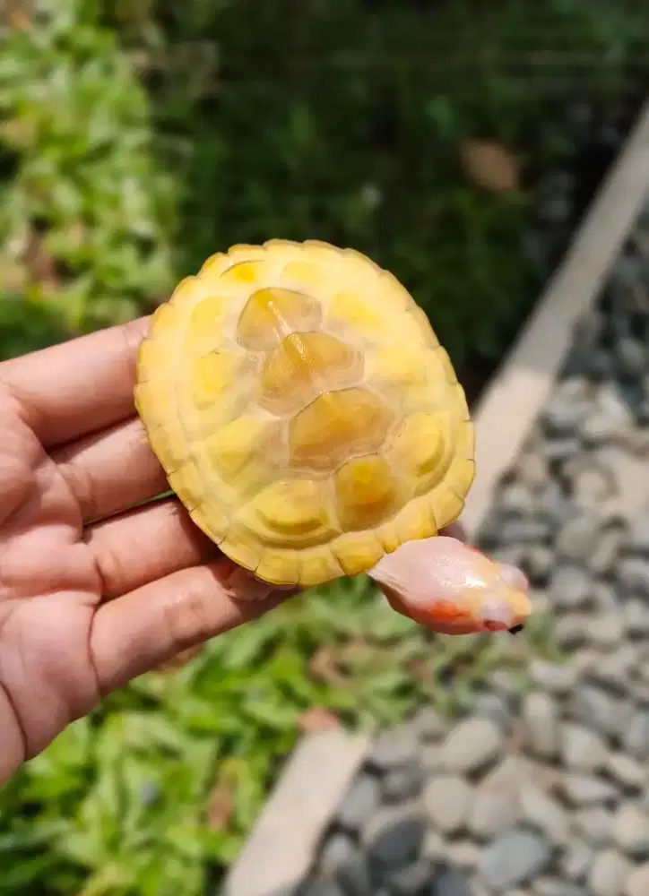 Kura Air Lubino 7,3cm