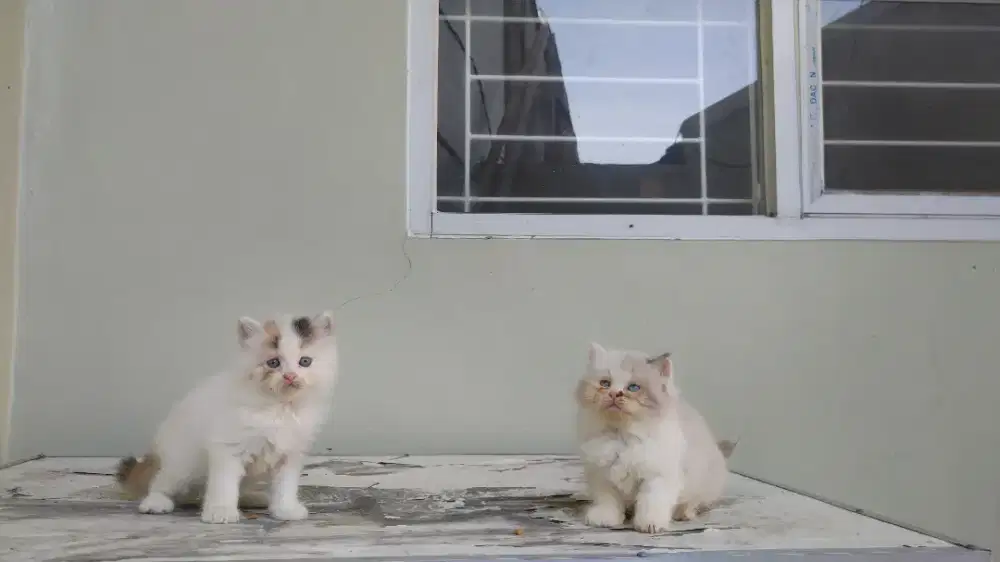 Kucing kitten persia mix ragdoll / himalaya / peaknose / anggora