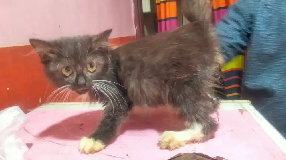 Anakan kucing Persia jantan