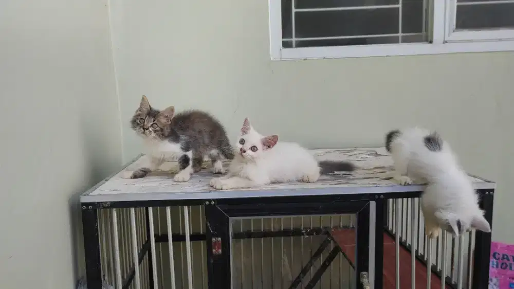 Kucing kitten persia 3 ekor / anggora / himalaya / peaknose