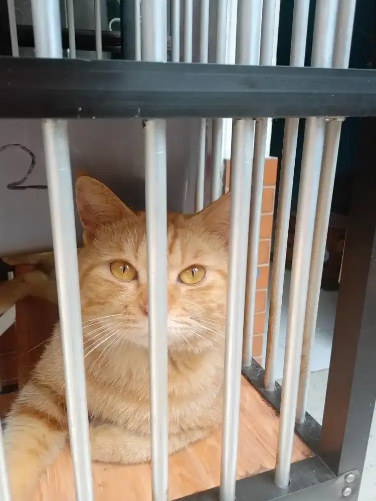 Open pacak BSH red tabby