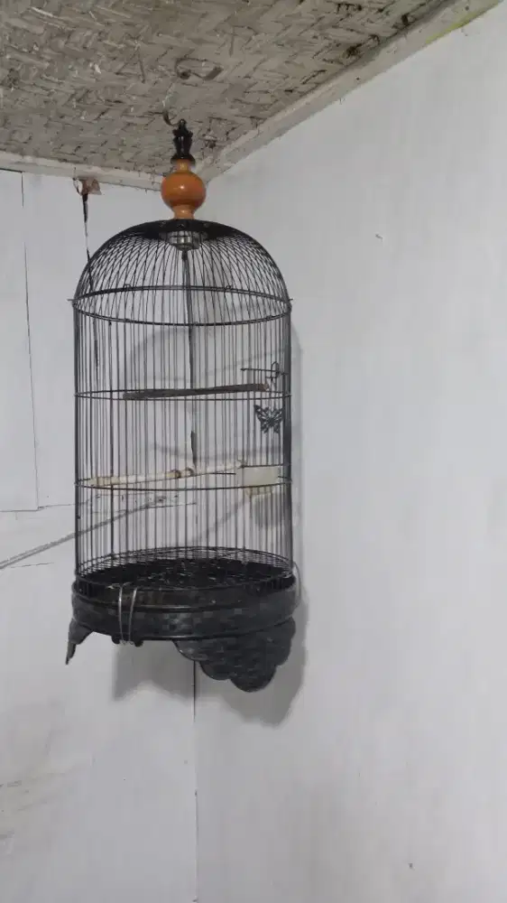 Sangkar besi ukuran sedeng masih bagus