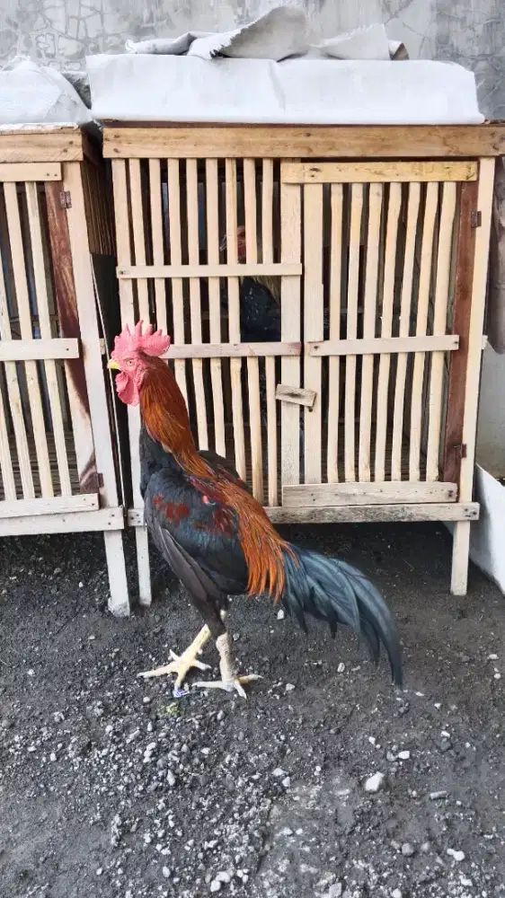 Pakhoy brutal istimewa