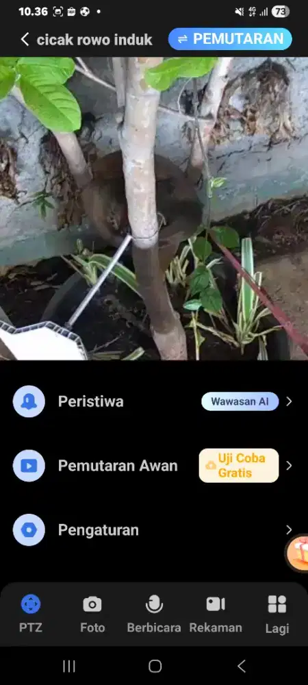 Cucak rowo produktif pasangan sdh ngerem