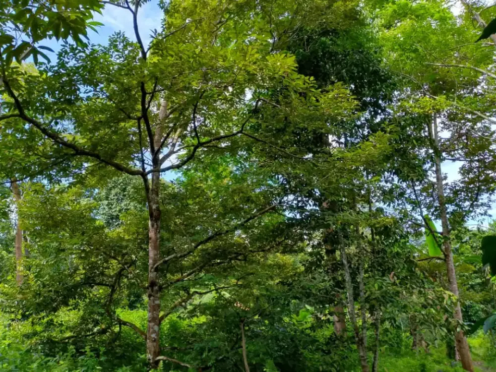 Jual lahan bagus di serang banten harga murah dibawah pasaran