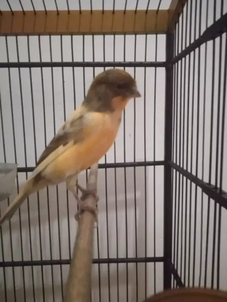 Af gacor,burung saja 550 pas ae cek gak ruwet,vidio ada langsung w.a