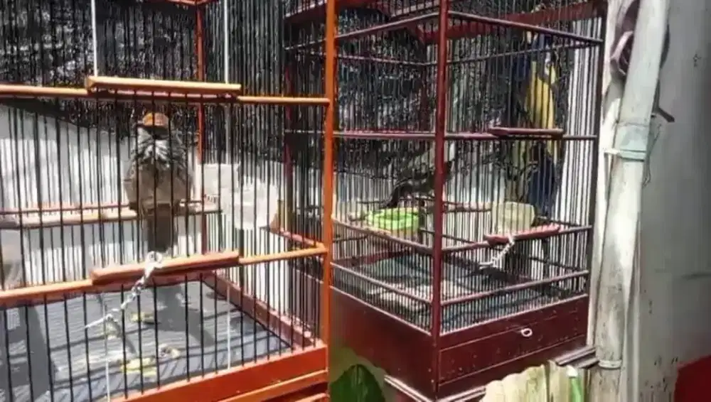 Dijual Cepat 3 ekor burung cucak rowo prospek juara