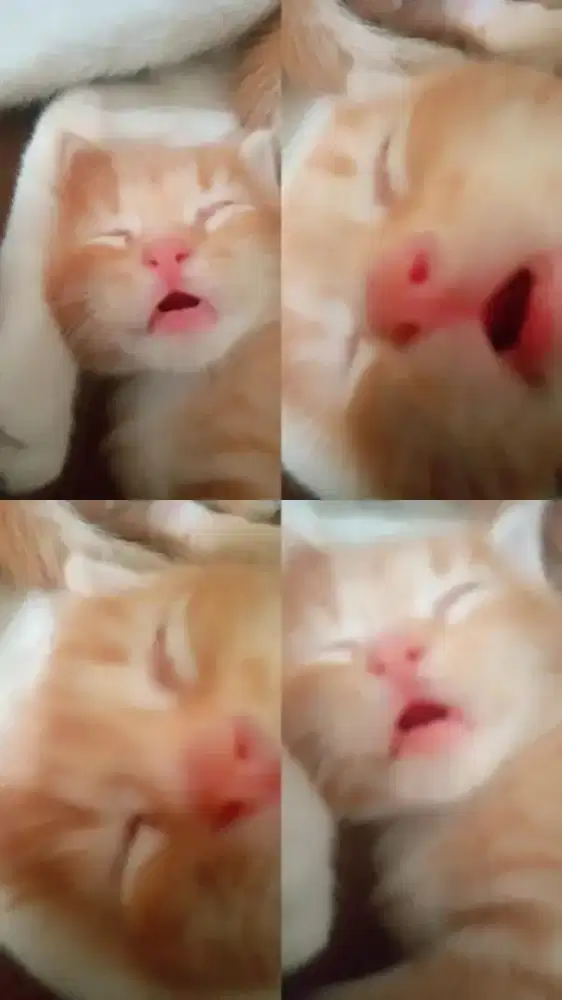 mencari pekerjaan untuk wanita