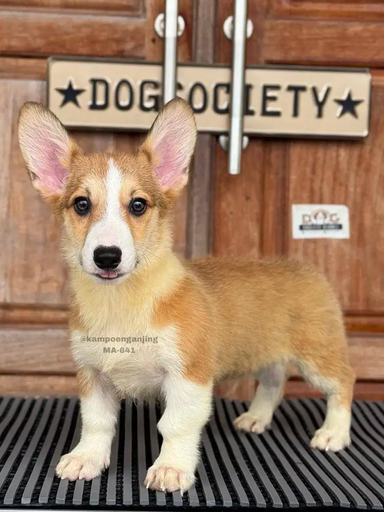 Pembroke Welsh Corgi, Si Kecil Menggemaskan Menanti Rumah Baru!