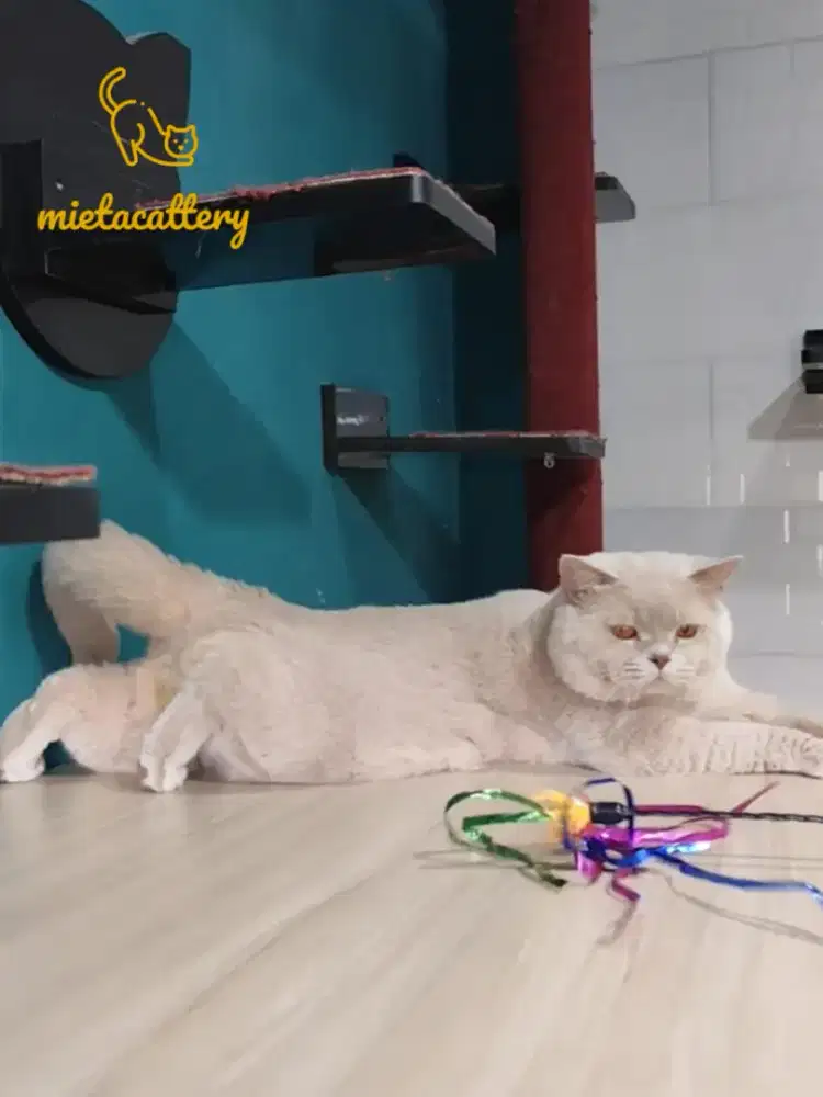 Lepas Adopsi BSH Lilac Ped Ica