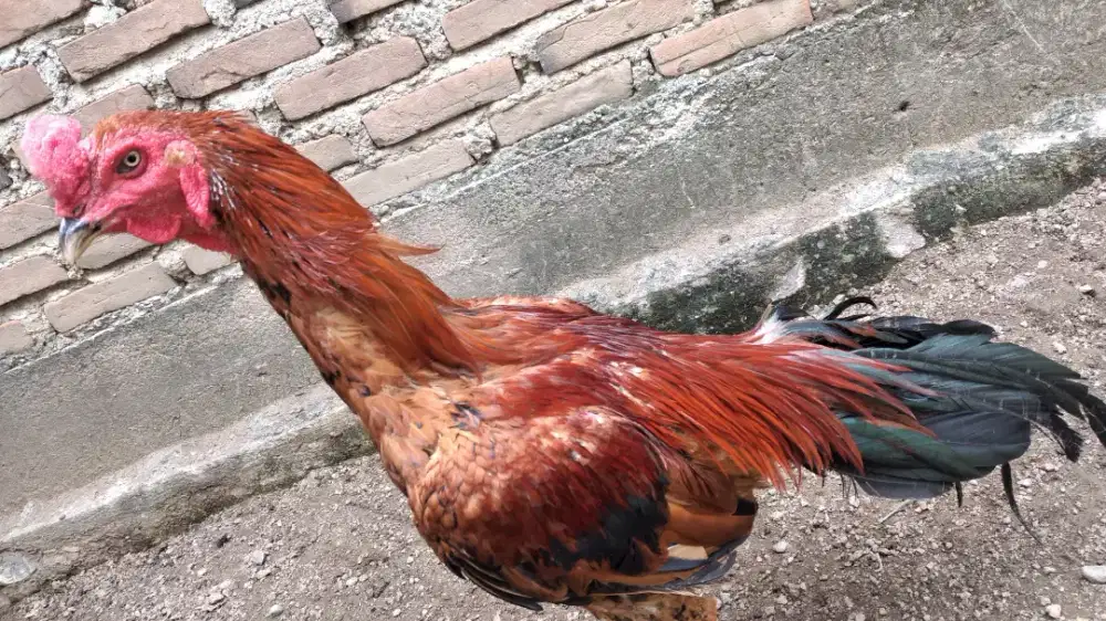 Jual ayam pama x pakhoy berutal
