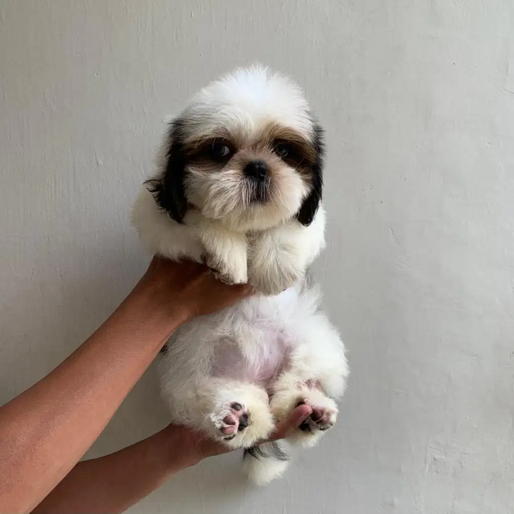 Anjing kecil shitzu