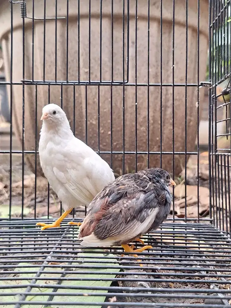 Puyuh Hias / Puyuh Batu