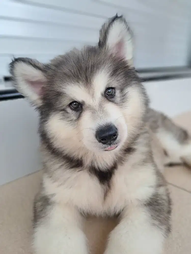 Alaskan malamute Male 1.5 Bulan