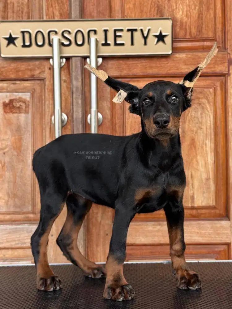 Doberman Pinscher, Anjing Gagah dan Setia!