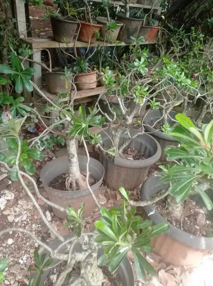 Pohon bonsai kamboja