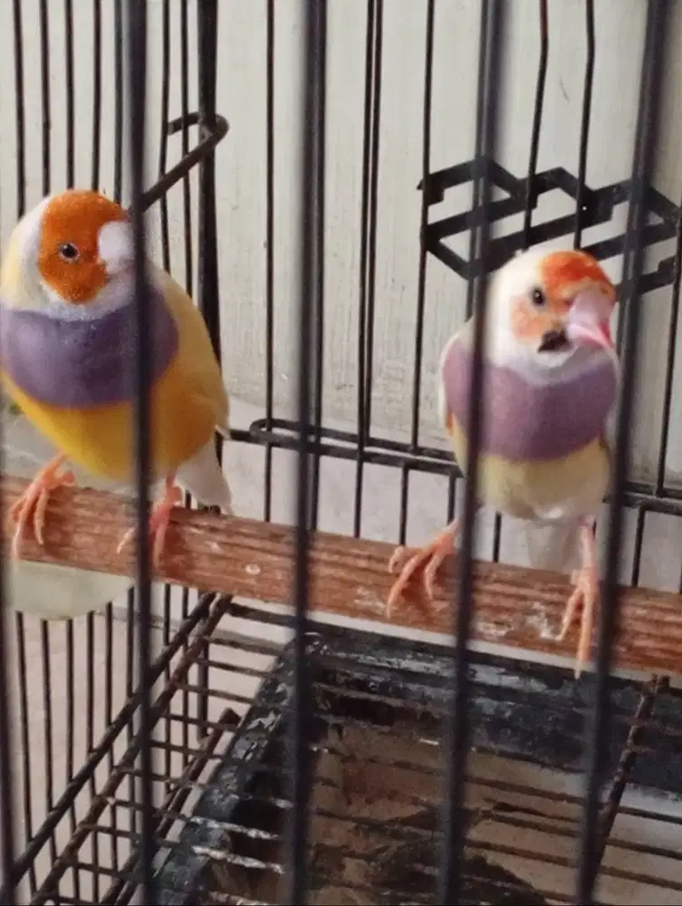 Sepasang Burung Gould Amadine