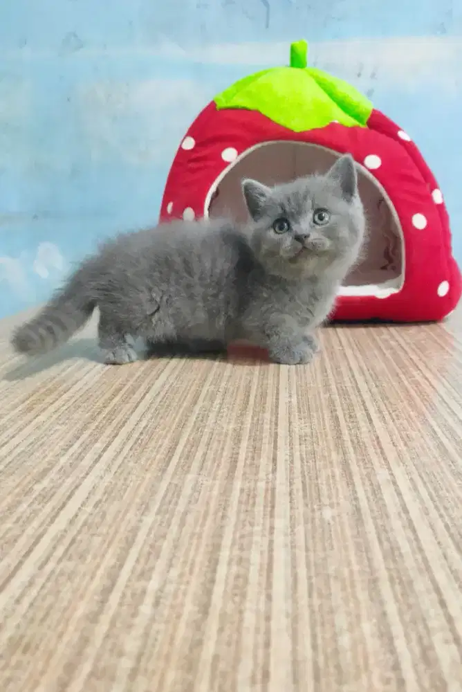 Munchkin BSH kitten