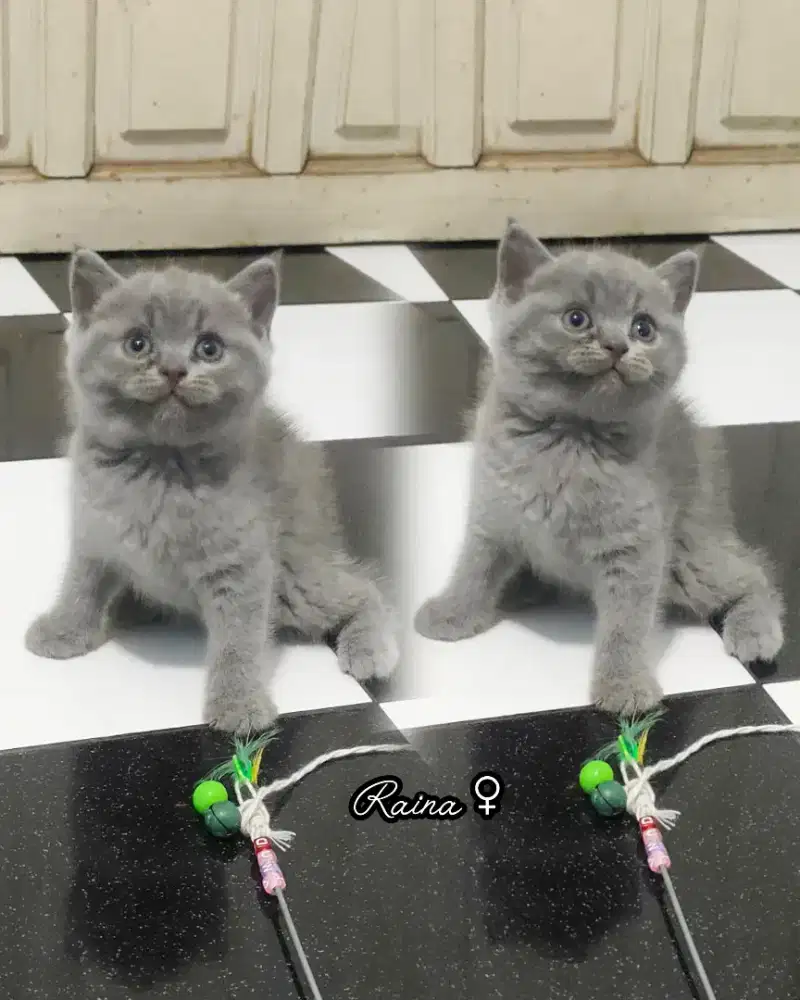 BSH munchkin NS kitten