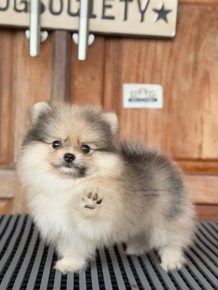 Pomeranian German Spitz, Puppy Manis yang Siap Cari Rumah Baru!