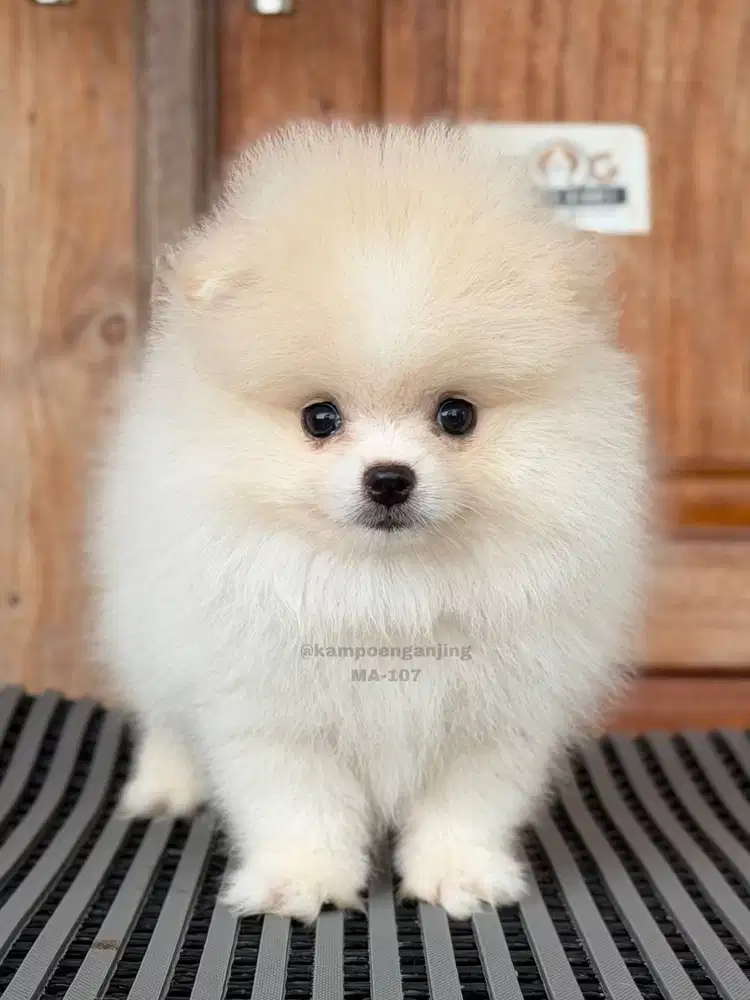 Pomeranian German Spitz, Si Imut Penuh Energi dan Cinta!