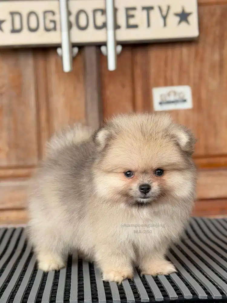 Pomeranian German Spitz, Si Kecil Ceria yang Siap Menemani Anda!