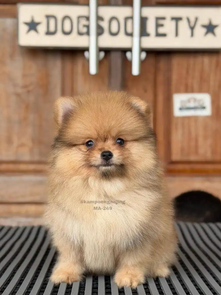 Pomeranian German Spitz, Si Bola Bulu Ceria yang Menggemaskan!