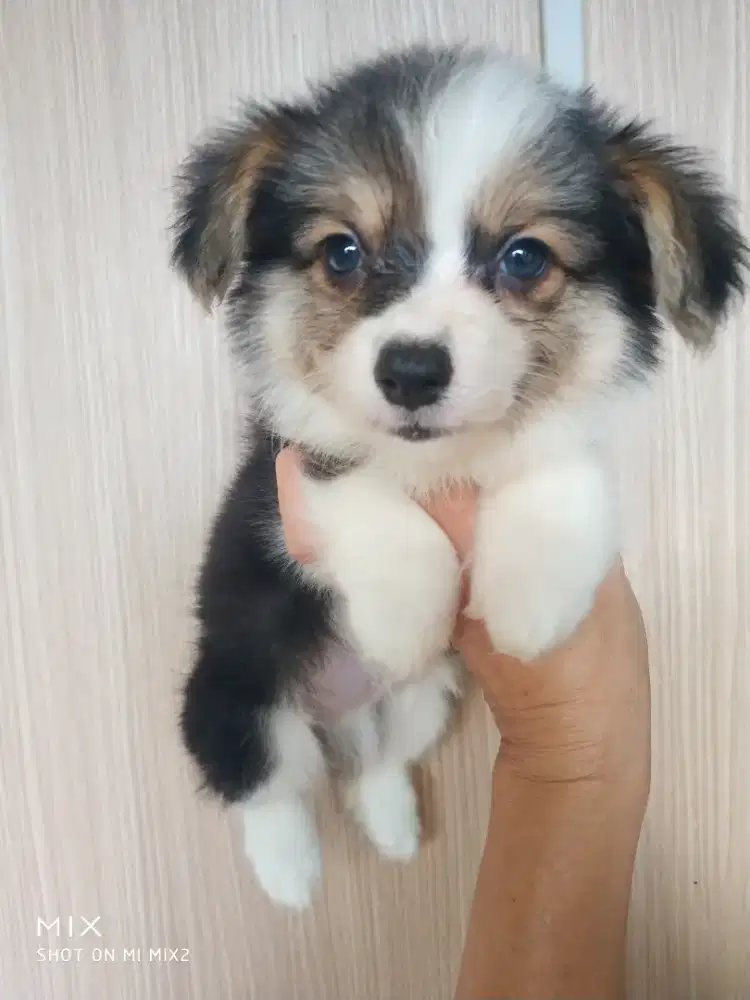 Jual Corgi jantan Fluffy Long Hair