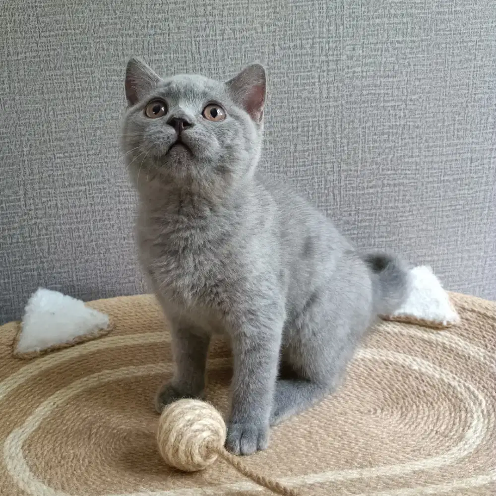 Open Adopsi Kitten BSH