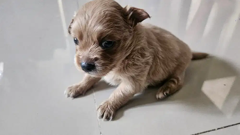 Puppies Adopt lucu menggemaskan