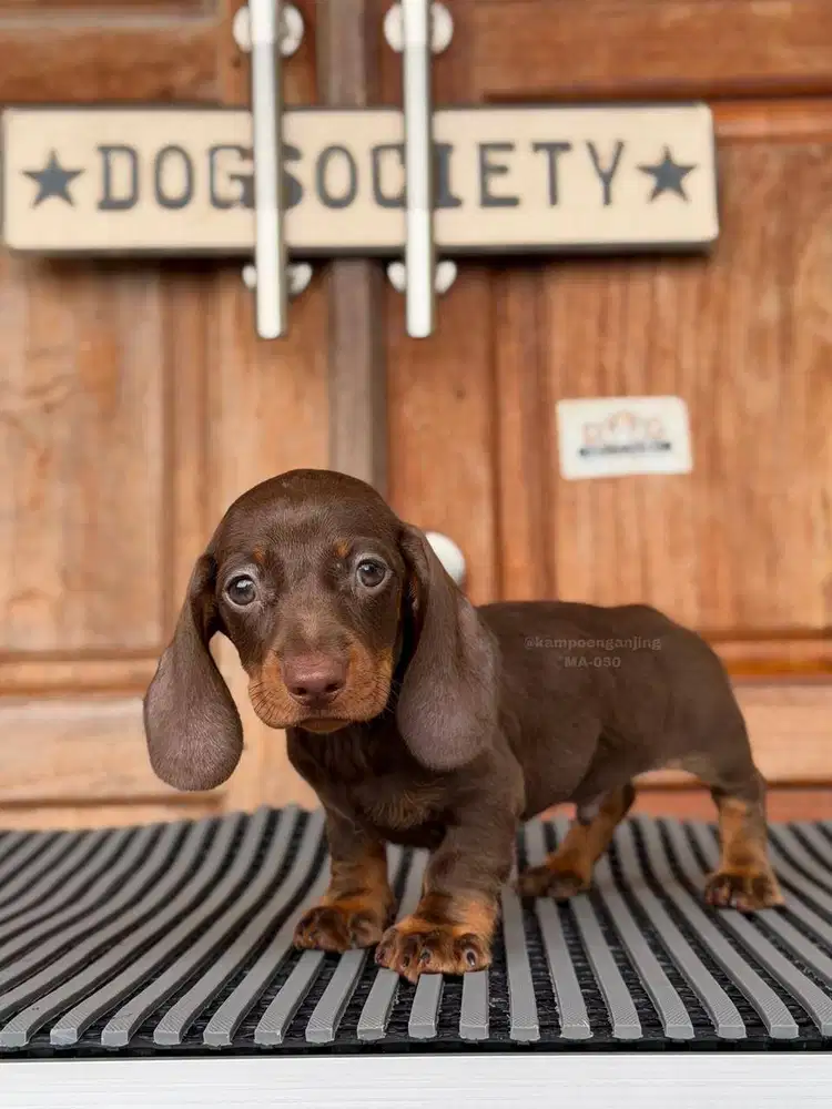 Dachshund Smoothcoat, Puppy Imut dan Lincah!