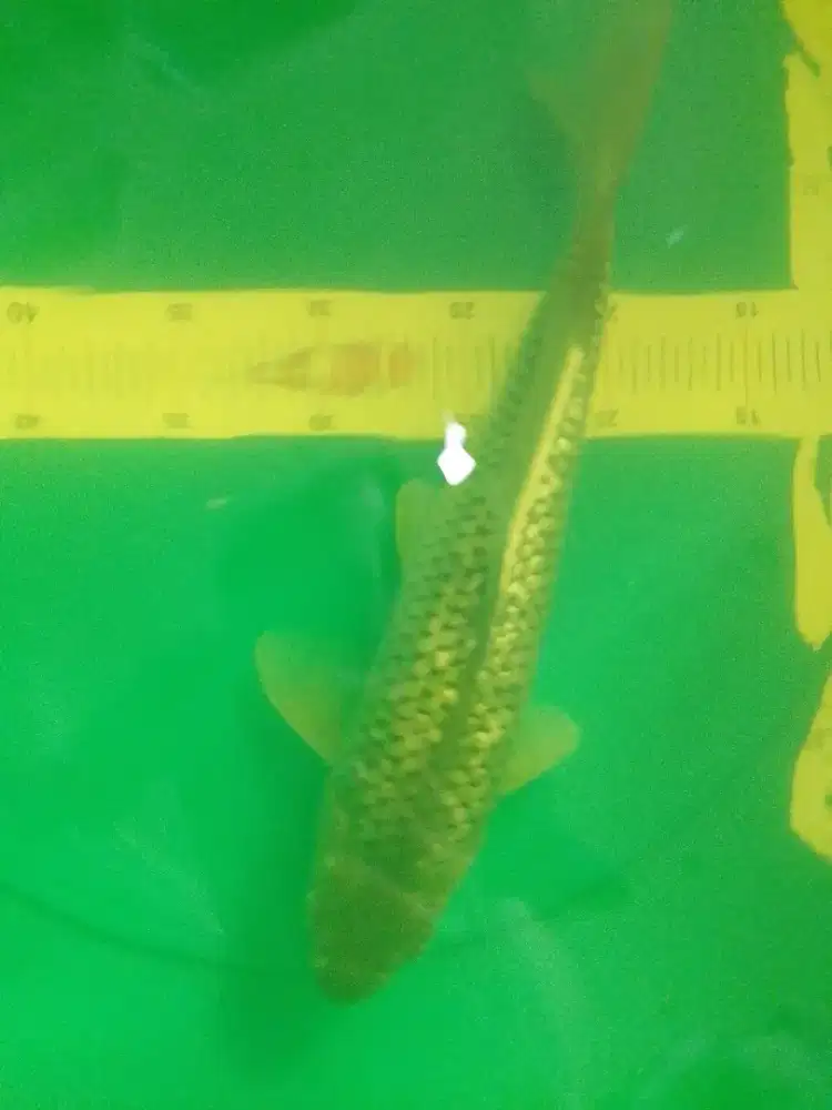 Ikan koi jenis Soragoi Ginrin 32cm
