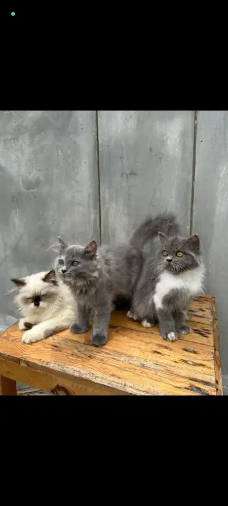 kucing kitten anakan anggora persia ragdoll himalaya mainecoon british