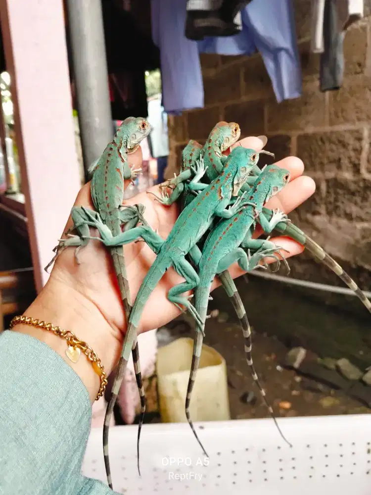 Red axa mulus size beby