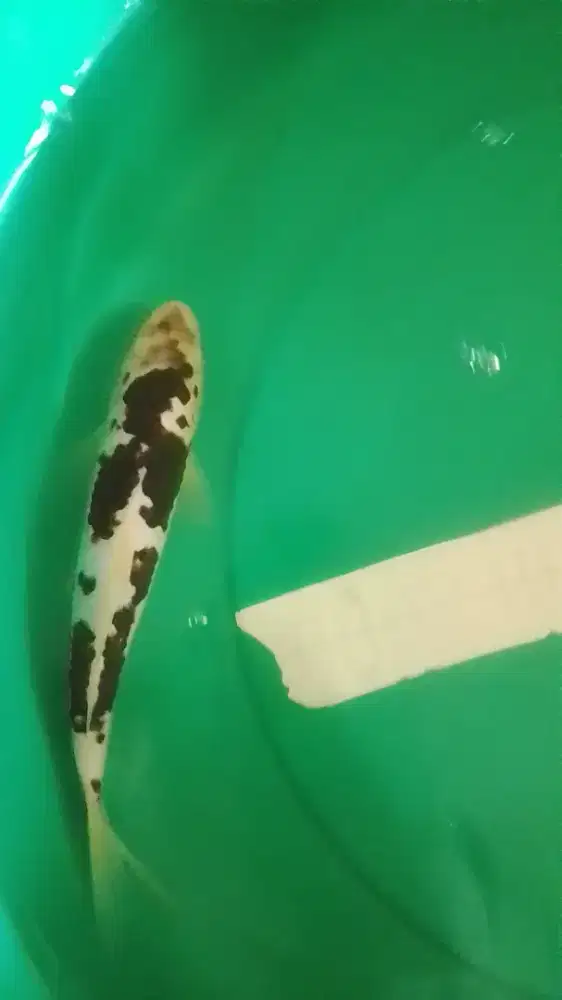 Ikan koi jenis Budo Goromo 26cm pola unik