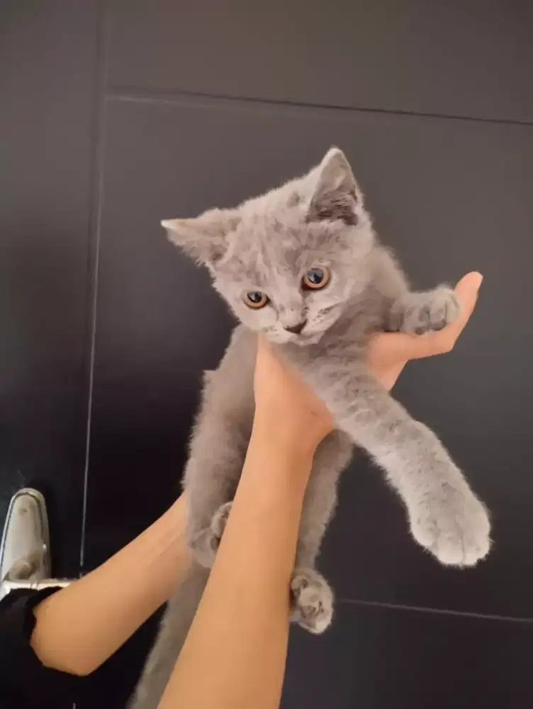 Kucing British Shorts hair(BSH)