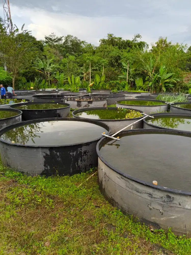 Bak kolam fiber diamater 3 meter